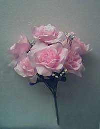 Rose Bush